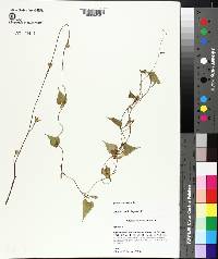 Ipomoea lacunosa image