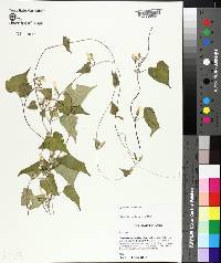 Ipomoea lacunosa image