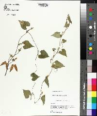 Ipomoea lacunosa image