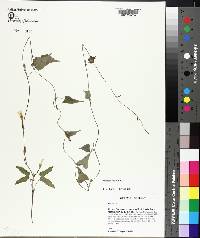 Ipomoea lacunosa image