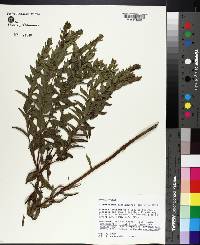 Lithospermum caroliniense image