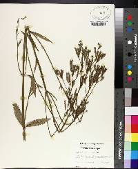 Verbena brasiliensis image