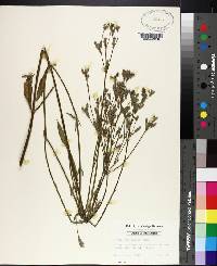 Verbena brasiliensis image