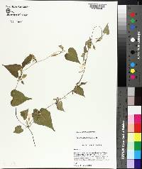 Ipomoea leucantha image