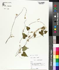 Ipomoea leucantha image