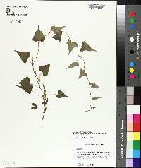 Ipomoea leucantha image