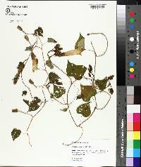 Ipomoea pandurata image