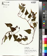 Ipomoea pandurata image