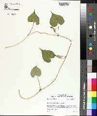 Ipomoea hederacea image