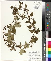 Ipomoea trichocarpa image