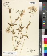 Phlox divaricata subsp. laphamii image