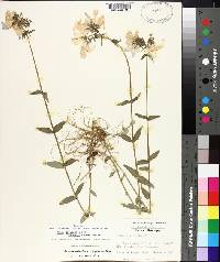 Phlox divaricata subsp. laphamii image