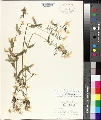 Phlox divaricata subsp. laphamii image