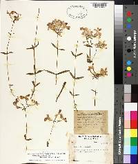 Phlox divaricata subsp. laphamii image