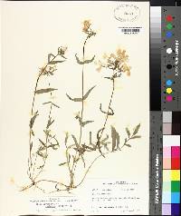 Phlox divaricata subsp. laphamii image