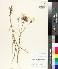 Phlox glaberrima image