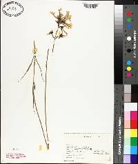 Collomia linearis image