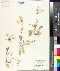 Phlox stolonifera image