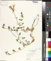 Phlox stolonifera image