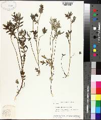 Phacelia gilioides image