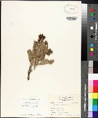 Tournefortia argentea image