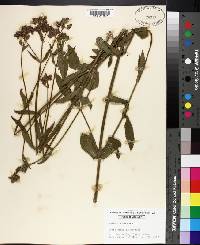 Verbena bonariensis image