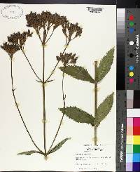 Verbena bonariensis image