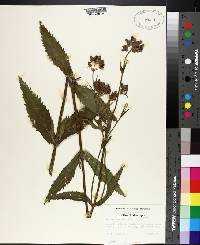 Verbena bonariensis image