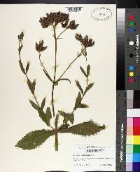 Verbena bonariensis image