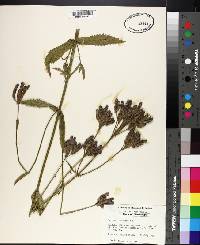 Verbena bonariensis image