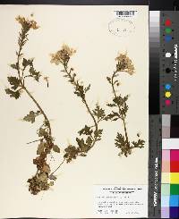 Verbena canadensis image