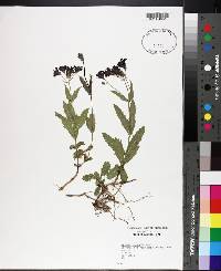 Verbena rigida image