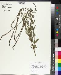 Verbena xutha image