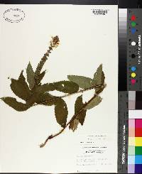 Teucrium canadense image