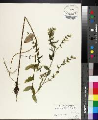 Scutellaria galericulata image