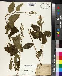 Scutellaria incana image