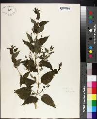 Scutellaria lateriflora image