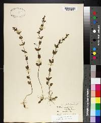 Scutellaria parvula image