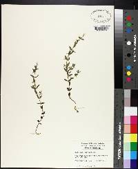 Scutellaria parvula image