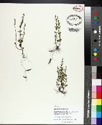 Scutellaria parvula image