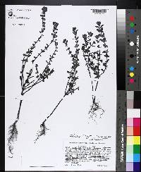 Scutellaria thieretii image