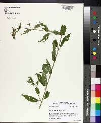 Stachys floridana image