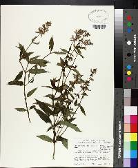 Stachys tenuifolia image