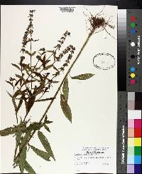 Stachys tenuifolia image