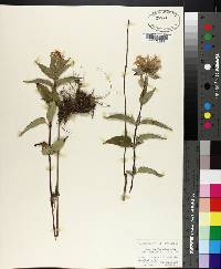 Monarda fistulosa var. mollis image