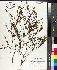 Calamintha coccinea image
