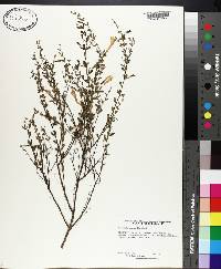 Calamintha coccinea image