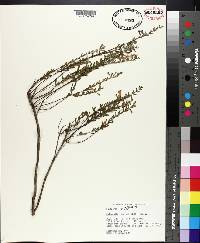 Calamintha coccinea image