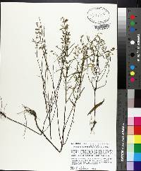 Dicerandra linearifolia image
