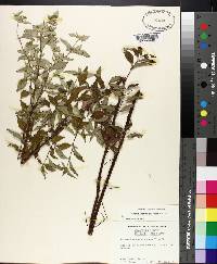 Pycnanthemum albescens image